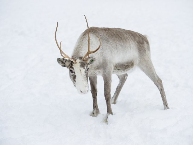 Lappland Rentier